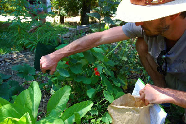 Cueilleur en pleine récolte de plantes sauvages comestibles