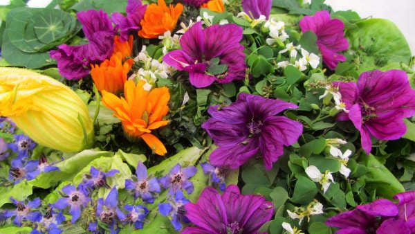 Salade de plantes et fleurs sauvages comestibles