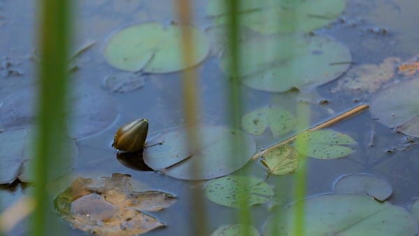 aquaculture-permaculture-poisson-permaculturedesign-9-600