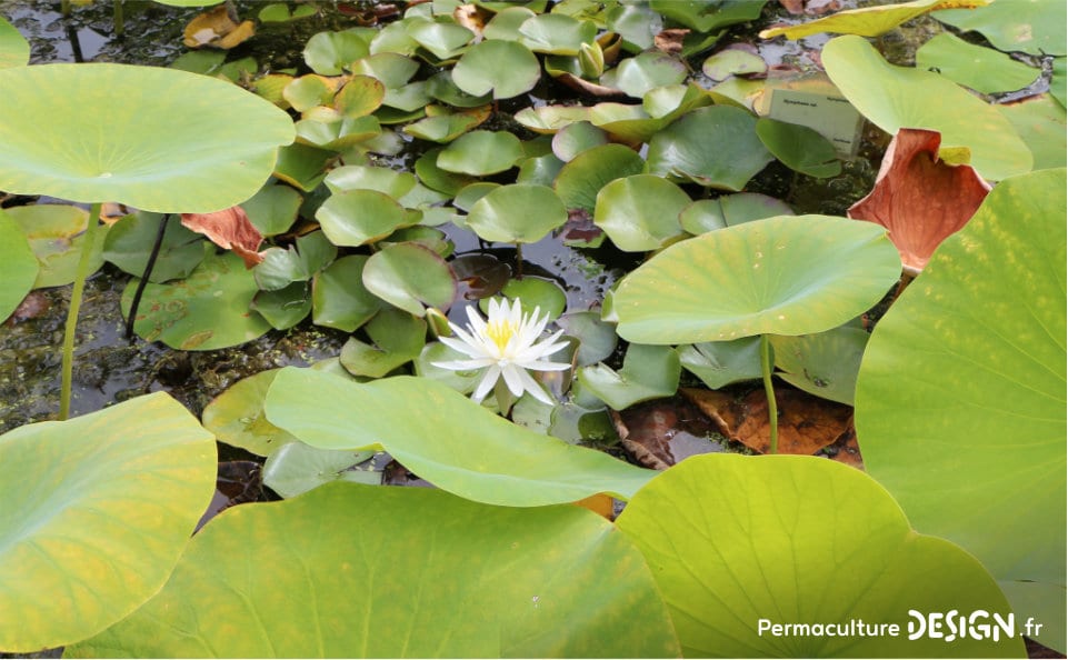 Pratiquer une bonne gestion de sa ressource en eau est primordial en permaculture !