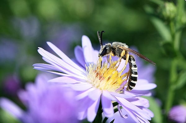 abeilles-pollinisateurs-recoltes-permaculture-design_05