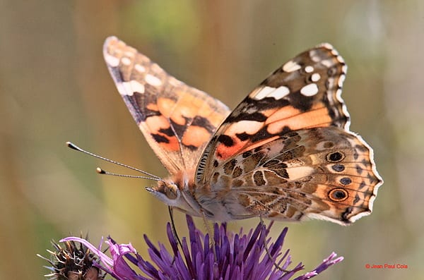 abeilles-pollinisateurs-recoltes-permaculture-design_11