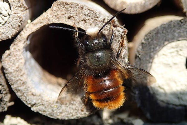 abeilles-pollinisateurs-recoltes-permaculture-design_12