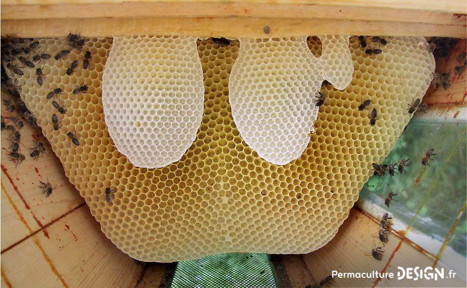 L’apiculture naturelle et ses bienfaits pour agir contre le déclin des populations d’abeilles.