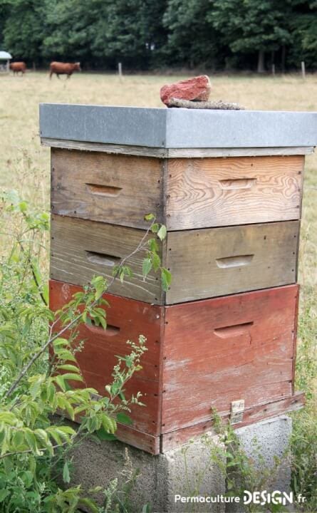 L’apiculture naturelle et ses bienfaits pour agir contre le déclin des populations d’abeilles.