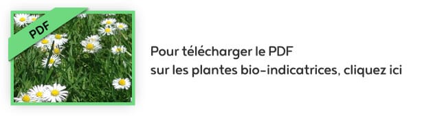 Observer les plantes bio-indicatrices donne de nombreux renseignements sur la composition et l’état des sols dans lesquels elles poussent.