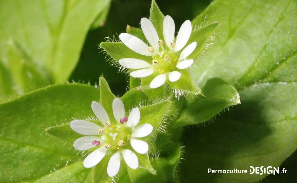 Observer les plantes bio-indicatrices donne de nombreux renseignements sur la composition et l’état des sols dans lesquels elles poussent.