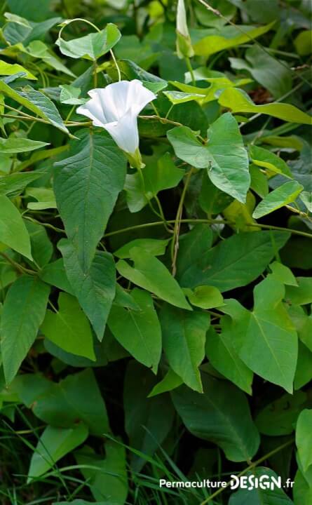 Observer les plantes bio-indicatrices donne de nombreux renseignements sur la composition et l’état des sols dans lesquels elles poussent.