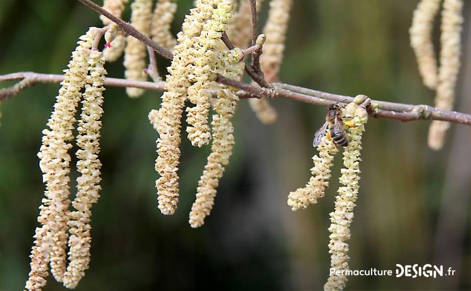 Liste des meilleures plantes mellifères pour nourrir les abeilles avec des floraisons toute l’année