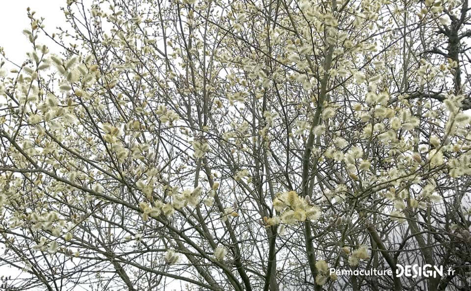 Liste des meilleures plantes mellifères pour nourrir les abeilles avec des floraisons toute l’année