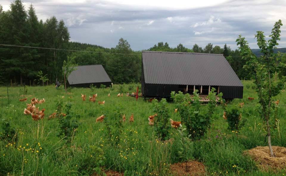 Ridgedale Permacultureest une ferme innovante, résiliente et rentable créée par Richard Perkins en Suède.