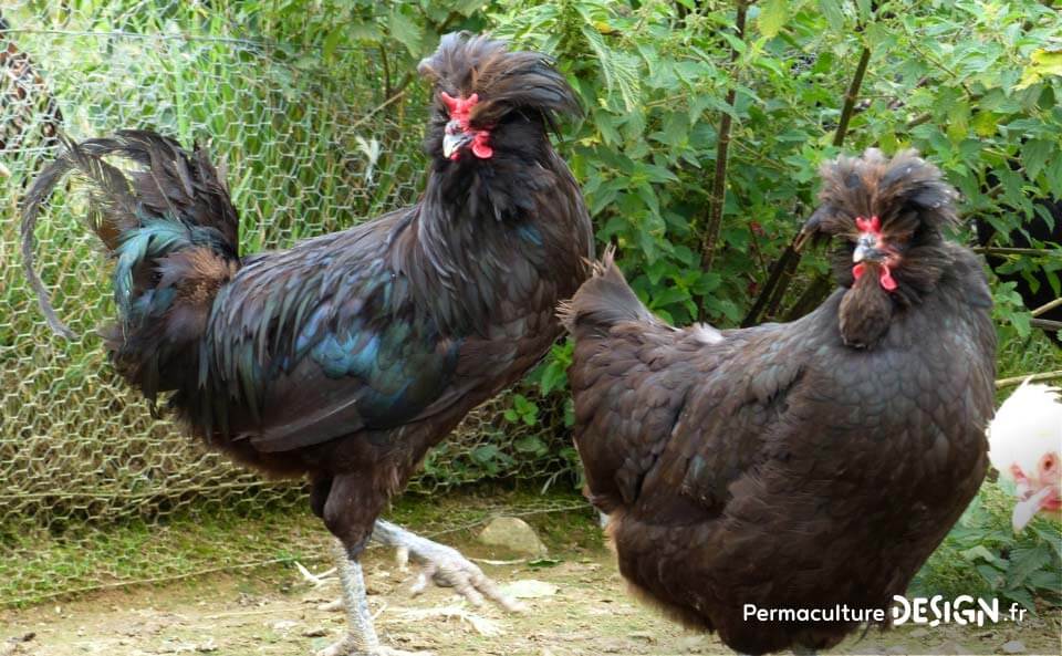 Hervé Husson, éleveur passionné, vous guide pour bien choisir les poules de votre petit élevage familial traditionnel.