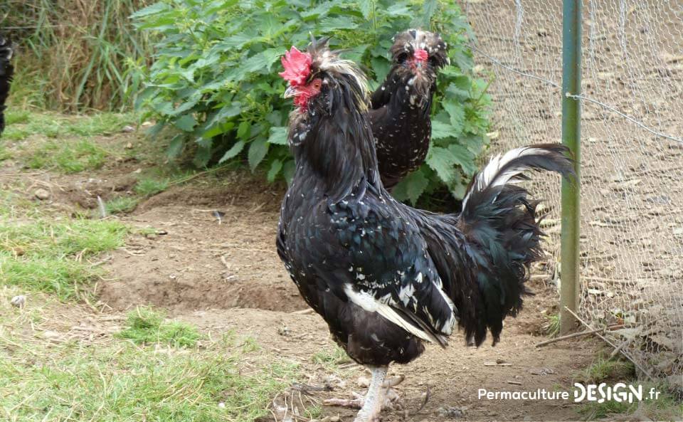 Hervé Husson, éleveur passionné, vous guide pour bien choisir les poules de votre petit élevage familial traditionnel.