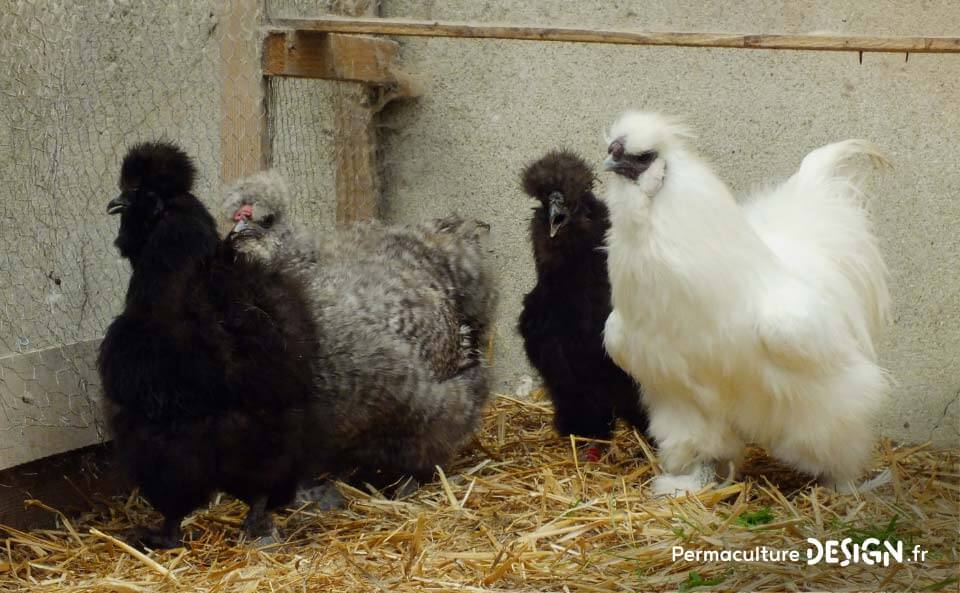 Hervé Husson, éleveur passionné, vous guide pour bien choisir les poules de votre petit élevage familial traditionnel.