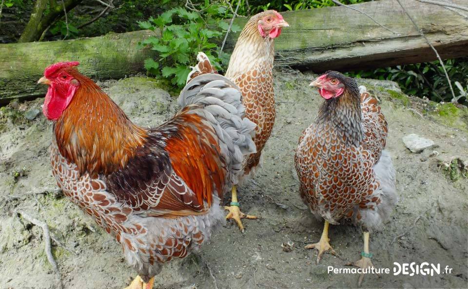 Hervé Husson, éleveur passionné, vous guide pour bien choisir les poules de votre petit élevage familial traditionnel.