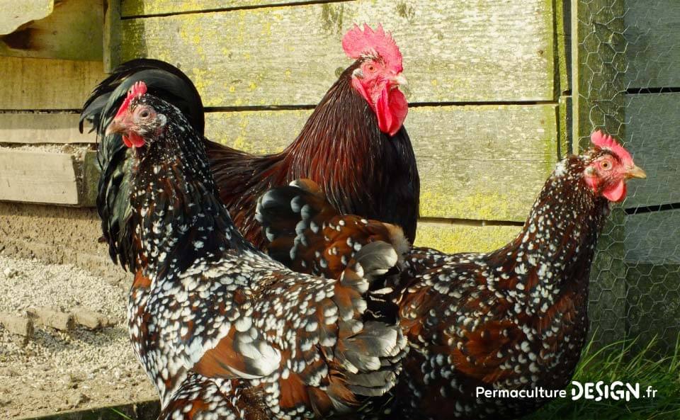 Hervé Husson, éleveur passionné, vous guide pour bien choisir les poules de votre petit élevage familial traditionnel.