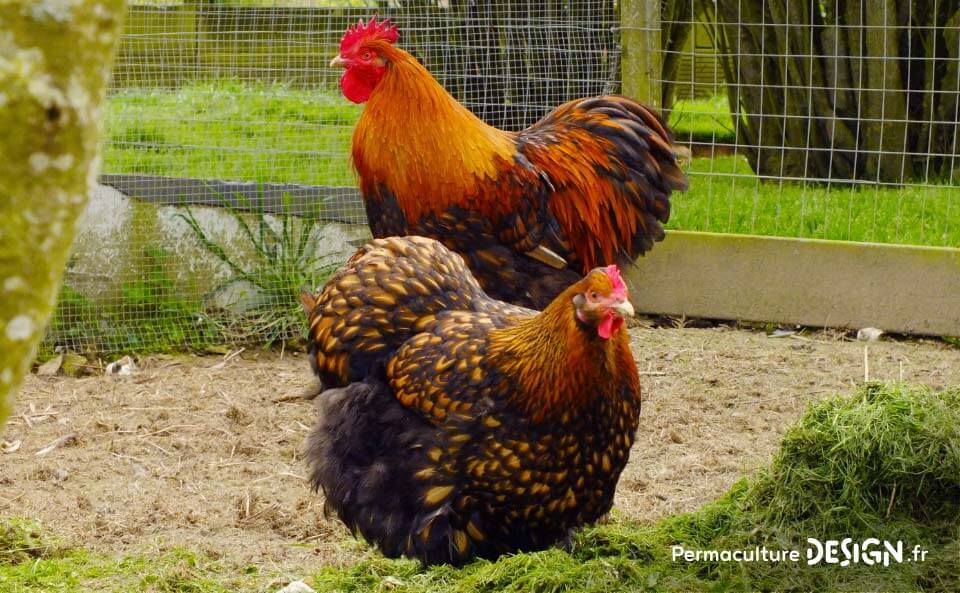 Hervé Husson, éleveur passionné, vous guide pour bien choisir les poules de votre petit élevage familial traditionnel.