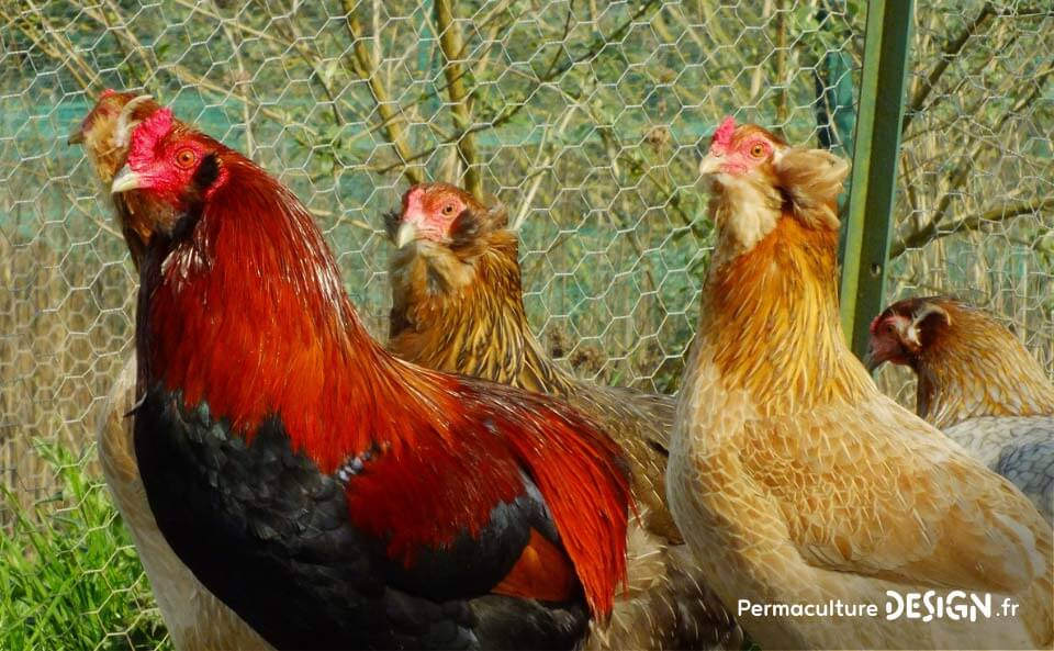 Hervé Husson, éleveur passionné, vous guide pour bien choisir les poules de votre petit élevage familial traditionnel.