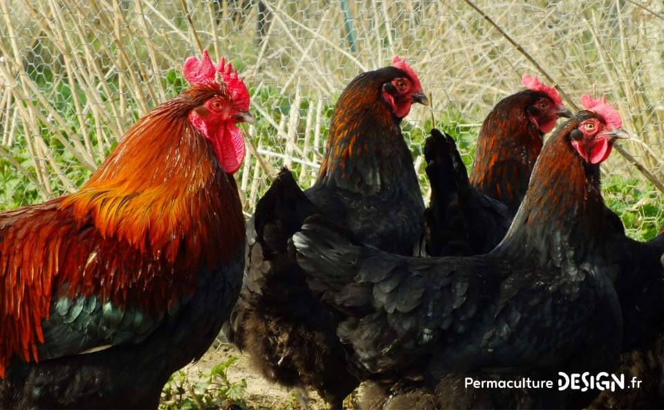 Hervé Husson, éleveur passionné, vous guide pour bien choisir les poules de votre petit élevage familial traditionnel.