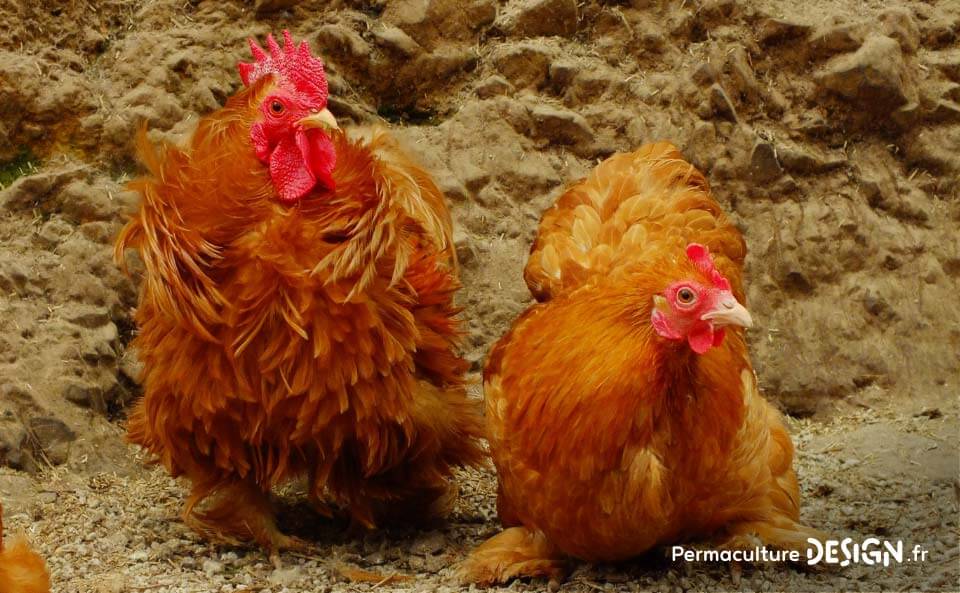 Hervé Husson, éleveur passionné, vous guide pour bien choisir les poules de votre petit élevage familial traditionnel.