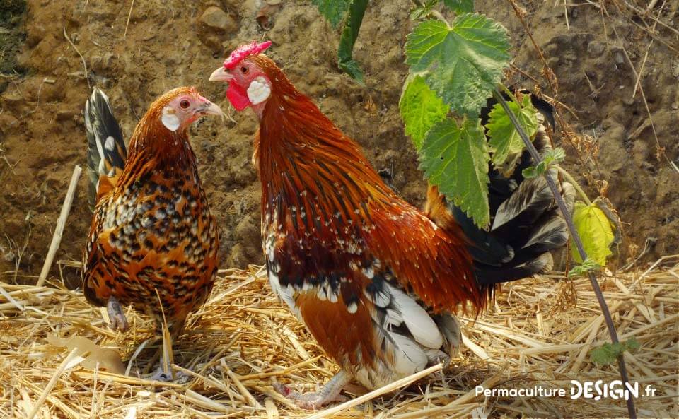 Hervé Husson, éleveur passionné, vous guide pour bien choisir les poules de votre petit élevage familial traditionnel.