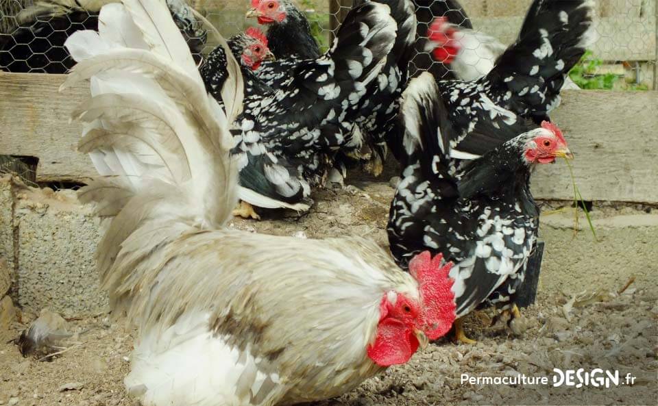 Hervé Husson, éleveur passionné, vous guide pour bien choisir les poules de votre petit élevage familial traditionnel.