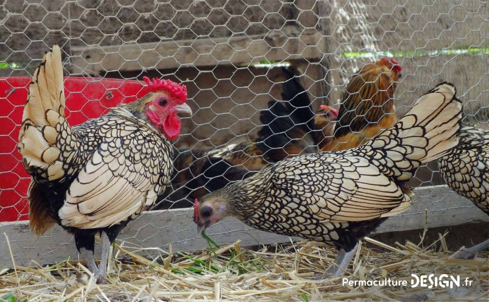 Hervé Husson, éleveur passionné, vous guide pour bien choisir les poules de votre petit élevage familial traditionnel.