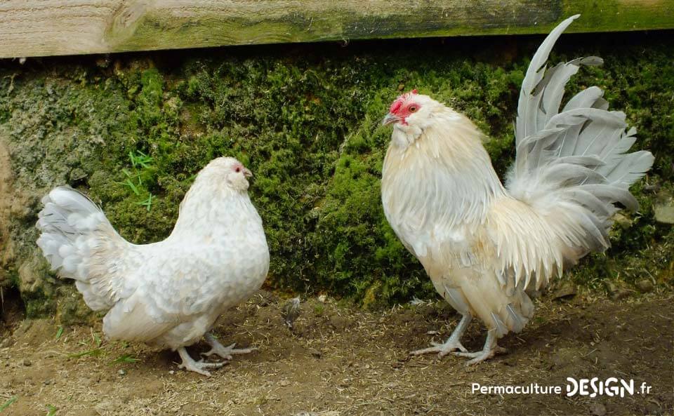 Hervé Husson, éleveur passionné, vous guide pour bien choisir les poules de votre petit élevage familial traditionnel.