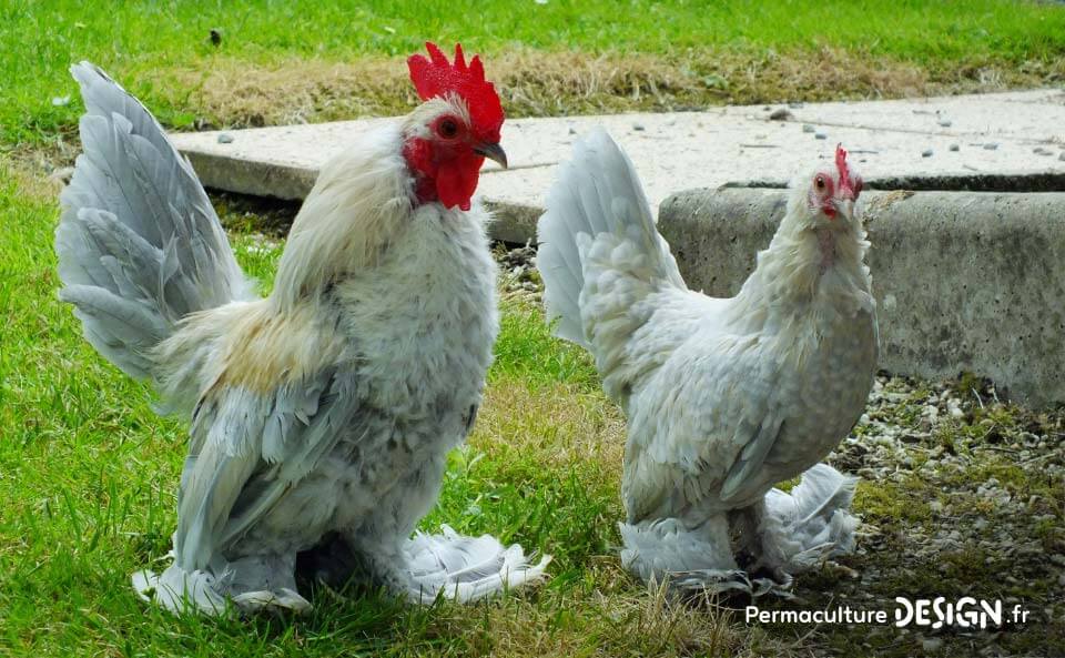 Hervé Husson, éleveur passionné, vous guide pour bien choisir les poules de votre petit élevage familial traditionnel.