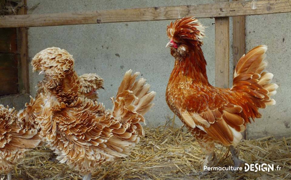 Hervé Husson, éleveur passionné, vous guide pour bien choisir les poules de votre petit élevage familial traditionnel.