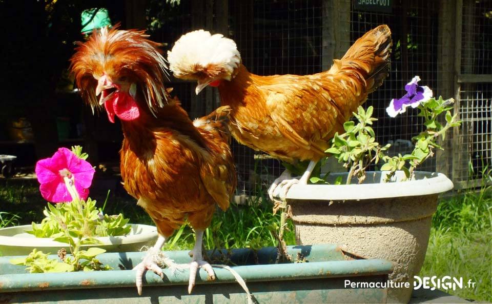 Hervé Husson, éleveur passionné, vous guide pour bien choisir les poules de votre petit élevage familial traditionnel.