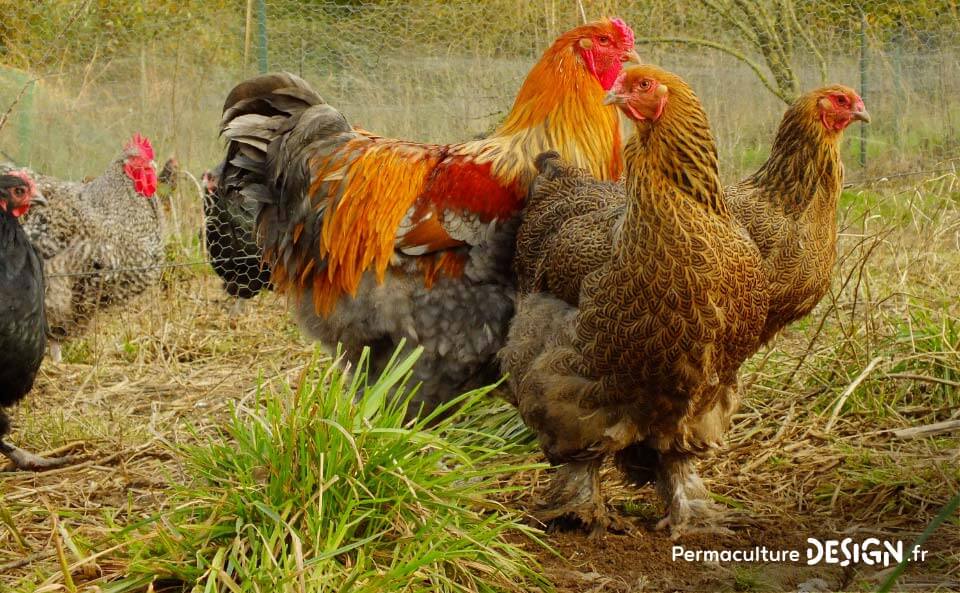 Hervé Husson, éleveur passionné, vous guide pour bien choisir les poules de votre petit élevage familial traditionnel.