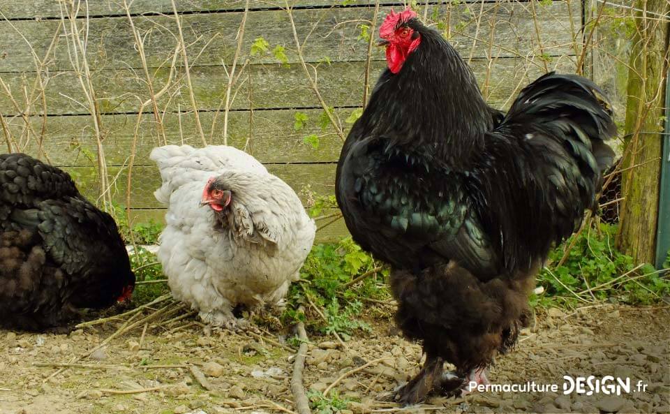 Hervé Husson, éleveur passionné, vous guide pour bien choisir les poules de votre petit élevage familial traditionnel.