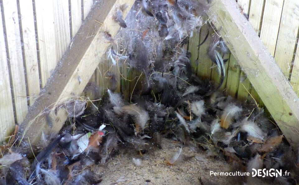 Avoir un élevage de poules permet de valoriser diverses productions au jardin potager pour booster vos cultures.