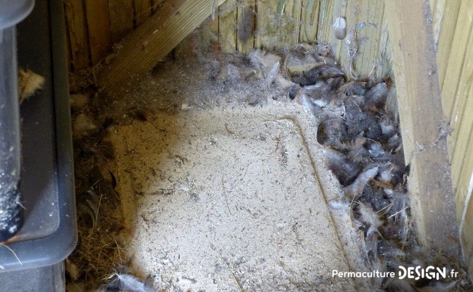 Avoir un élevage de poules permet de valoriser diverses productions au jardin potager pour booster vos cultures.