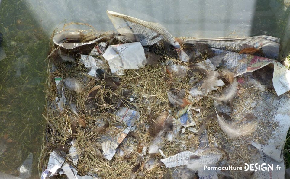 Avoir un élevage de poules permet de valoriser diverses productions au jardin potager pour booster vos cultures.