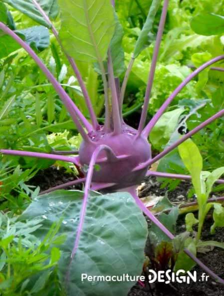 Les associations de légumes au potager en permaculture permettent de maximiser vos récoltes tout en imitant la nature.