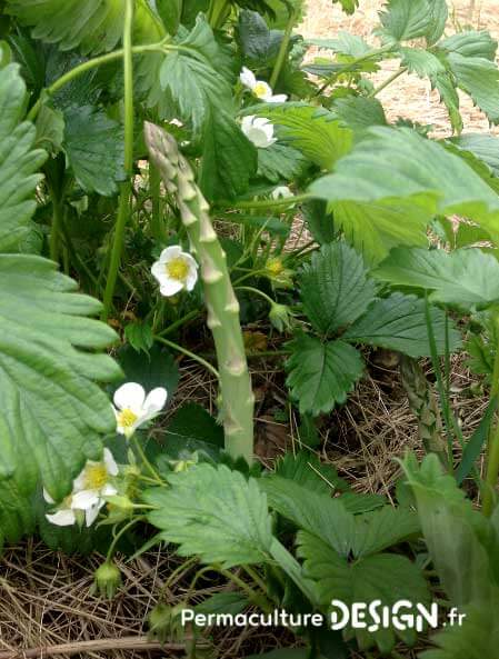 Les associations de légumes au potager en permaculture sont passionnantes et source d’apprentissages.