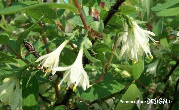 Le chèvrefeuille comestible ou Lonicera Kamtschatica est une plante rustique très permaculture produisant des petites baies délicieuses riches en vitamines B et C.