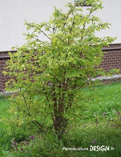 Le chèvrefeuille comestible ou Lonicera Kamtschatica est une plante rustique très permaculture produisant des petites baies délicieuses riches en vitamines B et C.