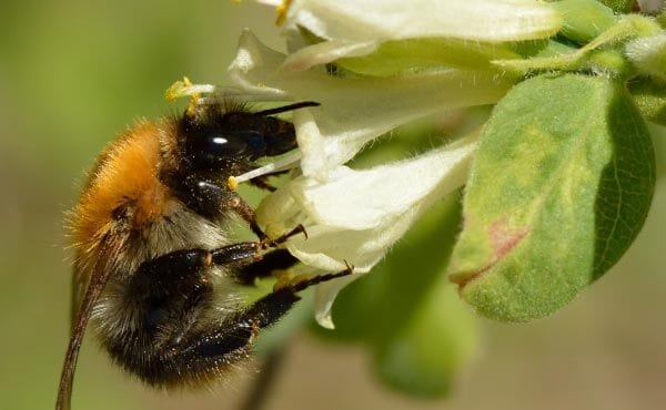 Le chèvrefeuille comestible ou Lonicera Kamtschatica est une plante rustique très permaculture produisant des petites baies délicieuses riches en vitamines B et C.