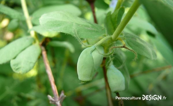 Le chèvrefeuille comestible ou Lonicera Kamtschatica est une plante rustique très permaculture produisant des petites baies délicieuses riches en vitamines B et C.