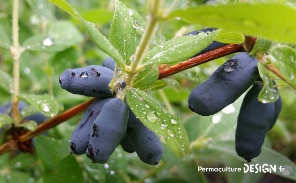 Le chèvrefeuille comestible ou Lonicera Kamtschatica est une plante rustique très permaculture produisant des petites baies délicieuses riches en vitamines B et C.