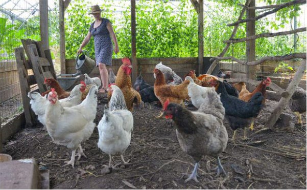 La ferme du Bec Hellouin, a été conçue par Perrine et Charles Hervé-Gruyer grâce aux principes de permaculture et la méthodologie de design.