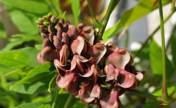 Les plantes grimpantes sont très intéressantes dans un jardin en permaculture.