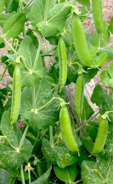 Les plantes grimpantes sont très intéressantes dans un jardin en permaculture.