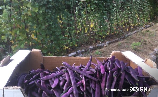 Les plantes grimpantes sont très intéressantes dans un jardin en permaculture.