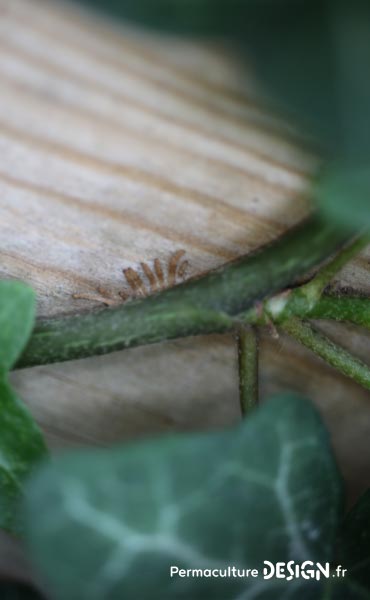 Les plantes grimpantes sont très intéressantes dans un jardin en permaculture.