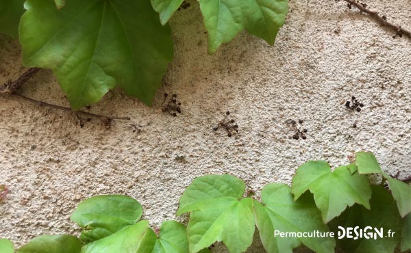 Les plantes grimpantes sont très intéressantes dans un jardin en permaculture.