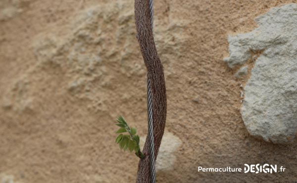 Les plantes grimpantes sont très intéressantes dans un jardin en permaculture.